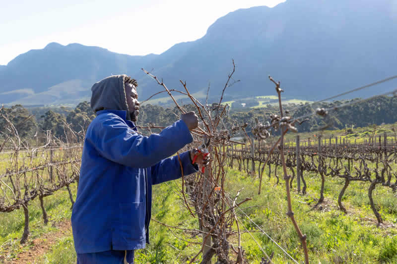 winemaking process