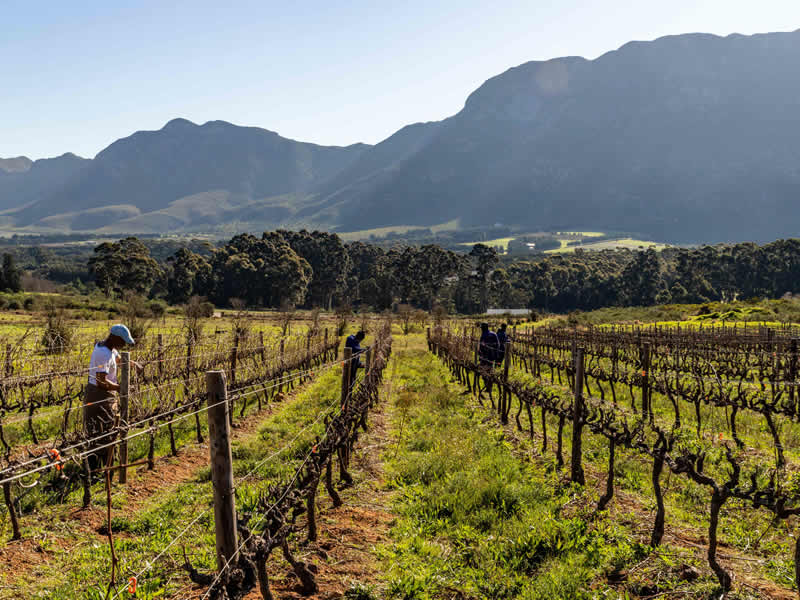 Grape Harvesting